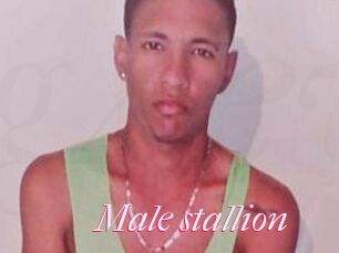 Male_stallion
